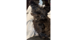 Lost Pet: Cocoa