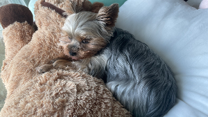 Lost Pet: Willow Leviston