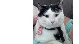 Lost Pet: Parker