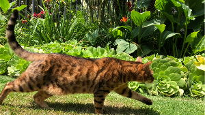 Lost Pet: Tycho
