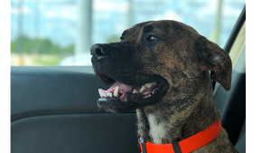 Lost Pet: Tybias