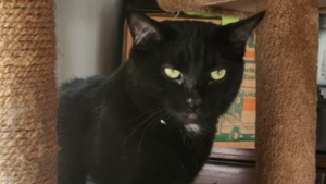 Lost Pet: Sage