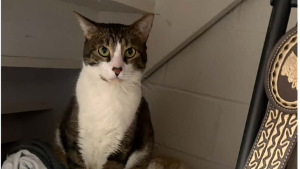 Lost Pet: Lenny