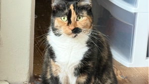 Lost Pet: Lexi