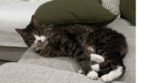Lost Pet: Reid