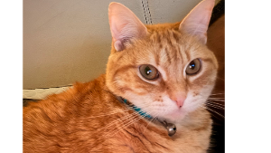 Lost Pet: Juvenile Williams