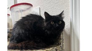 Lost Pet: Wednesday