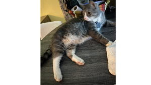 Lost Pet: Sox