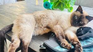 Lost Pet: Finn