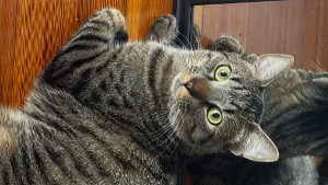 Lost Pet: Pluto