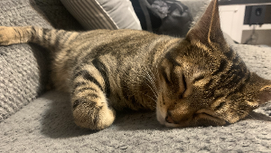 Lost Pet: Oscar