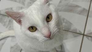 Lost Pet: Cloud