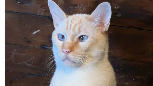 Lost Pet: Oliver