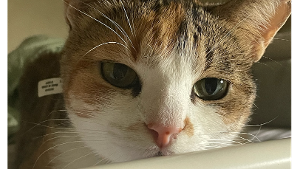 Lost Pet: Cleo