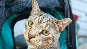 Lost Pet: Walnut