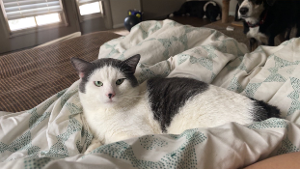 Lost Pet: Mister