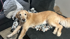 Lost Pet: Kevin