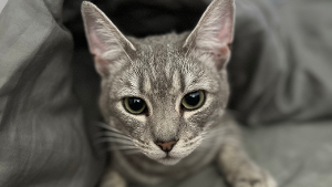Lost Pet: Noodles