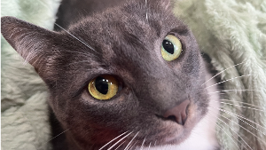 Lost Pet: Billie